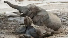 This is the not the first time Namibia is auctioning animals, including elephants
