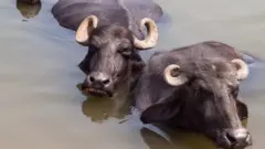 هندوستان، د مېځو غلا
