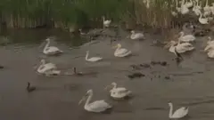 birds