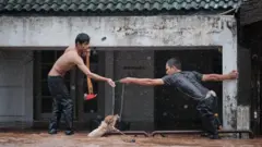 banjir, banjir jakarta, binatang peliharaan, satwa