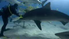 تعرفوا على صديق أسماك القرش