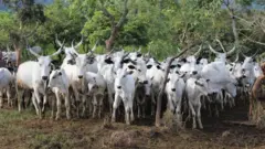Maalu lori ire oko