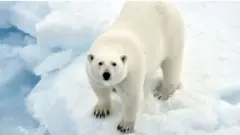 பனிக்கரடிகள்