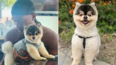 Daniel Sturridge and im dog Lucci