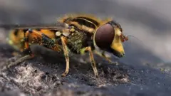 životinje