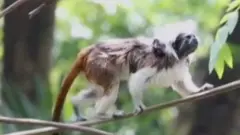 కొలంబియాలోని అరుదైన కోతి పిల్ల