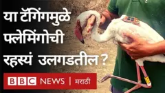 फ्लेमिंगो