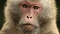 Un macaco Rhesus