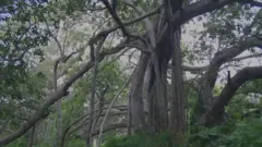 tree