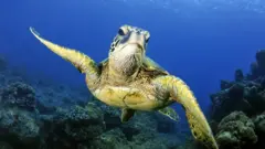 Зеленая морская черепаха