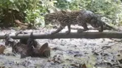 Sloth stands up to wild cat