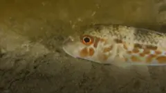 морські мешканці та пластик у Чорному морі