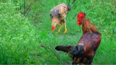 కోళ్లు