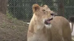 Asiatic Lions