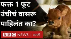वासरू
