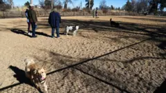 enclosed dog parks