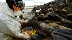 Una voluntaria recoge chapapote en Galicia