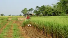 बाला नलागेको गरिमा धानबाली काट्दै