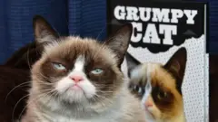 Gato com cara de rabugento