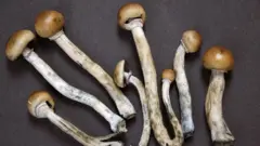 Psilocybin