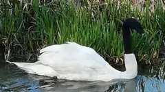kuğu