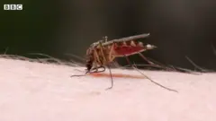 लामखुट्टे