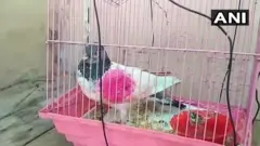 పావురం