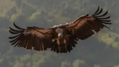 Beloglavi sup - ptica od ekonomske, sanitarne i kulturne važnosti za Srbiju