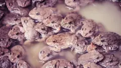Frogs