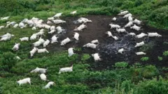 Em uma manhã de 1986, quase 1,8 mil pessoas e mais de 3,5 mil cabeças de gado foram encontradas mortas nos arredores de um lago vulcânico; mistério foi desvendado por cientistas.
