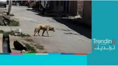 أوقفوا القالوفة .. حملة ضد إبادة الكلاب والقطط في الجزائر