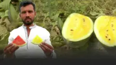 पीला तरबूज़