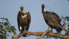 गिद्ध