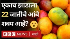 सांगलीच्या जतमधील अंतराळ गावच्या काकासाहेब सावंत या शेतकऱ्याने हा प्रयोग केला आहे