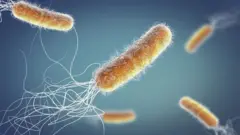 Se não conseguirmos frear a resistência aos antibióticos, as bactérias podem voltar a ser a principal causa de morte da humanidade.