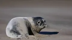 Тюлень