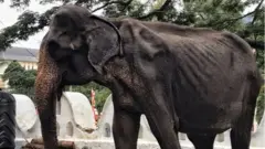 టికిరి
