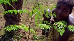 Comment consommer du Moringa peut nous aider à rester en bonne santé et à sauver la planète.