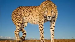 Cheetah at Zimanga Zululand