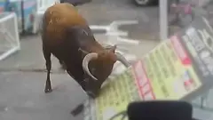 ثور هائج يصيب شخصا في محل ببيرو