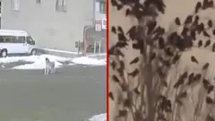 Psi spasioci