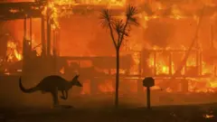 ক্যাঙ্গারু