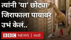 जिराफासाठी खास पट्टे बनवून त्यांनी अपंगत्व दूर केलं