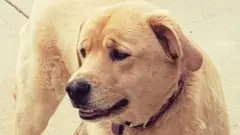 ተሰዊራ ዝተክበት ከልቢ