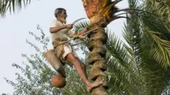 খেজুরের রস আহরণ।