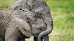 হাতিরা লোকালয়ে চলে আসে মাঝে মাঝে