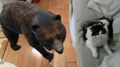 cat and bear