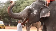யானை கல்யாணி