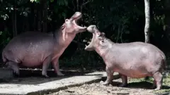 நீர் யானைகள்