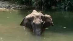 ఏనుగు మృతి